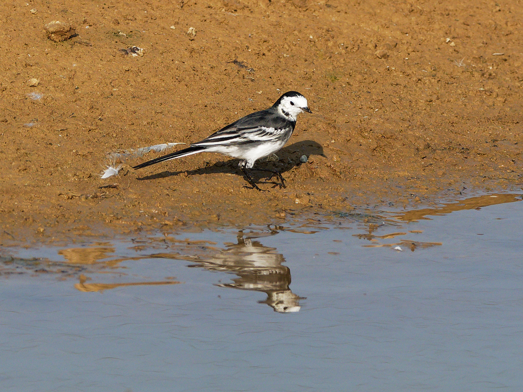 Pied wagtail