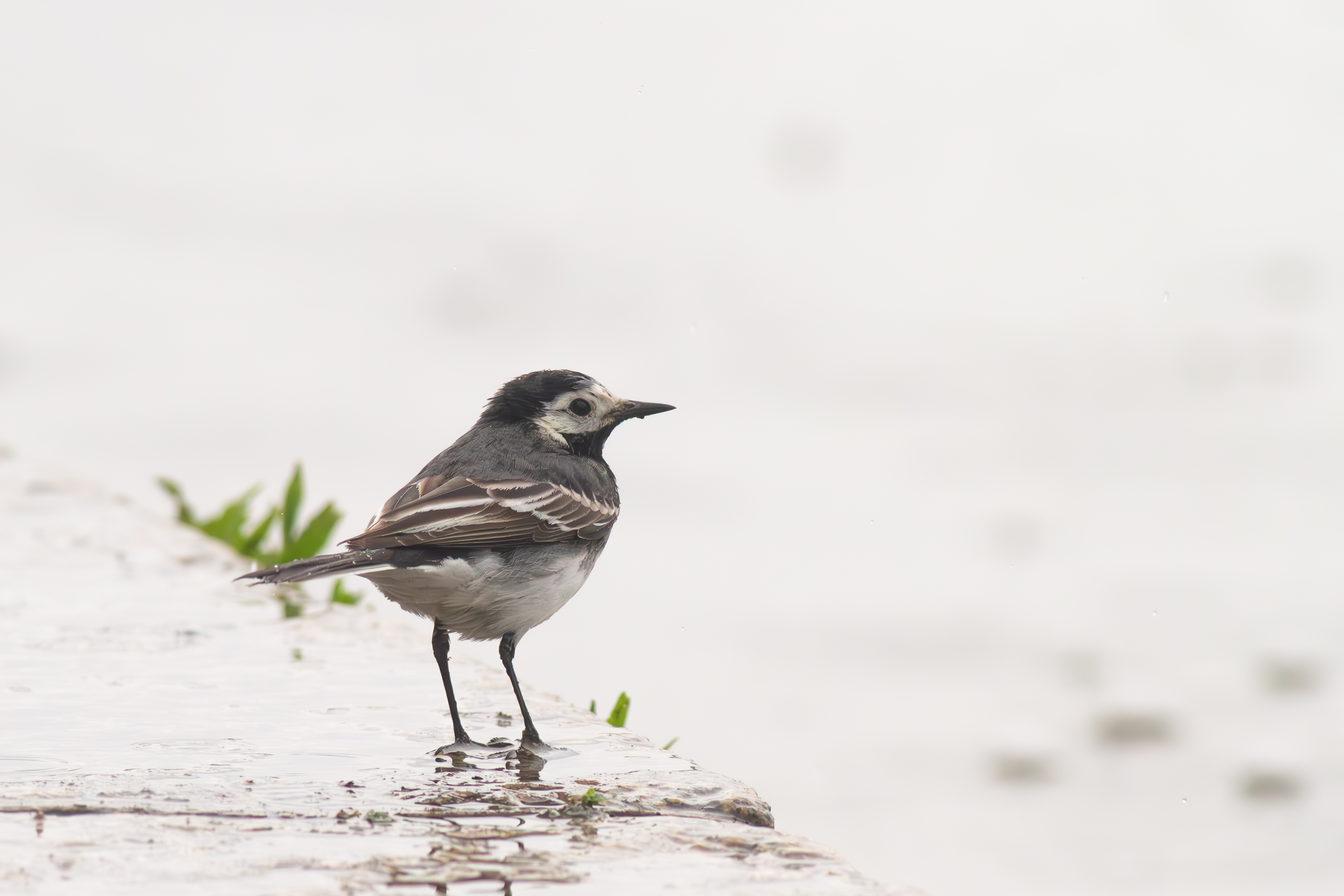 Pied/White Wagtail