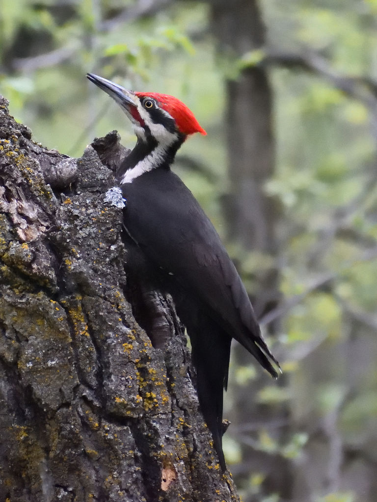 Pileated Woodpecker