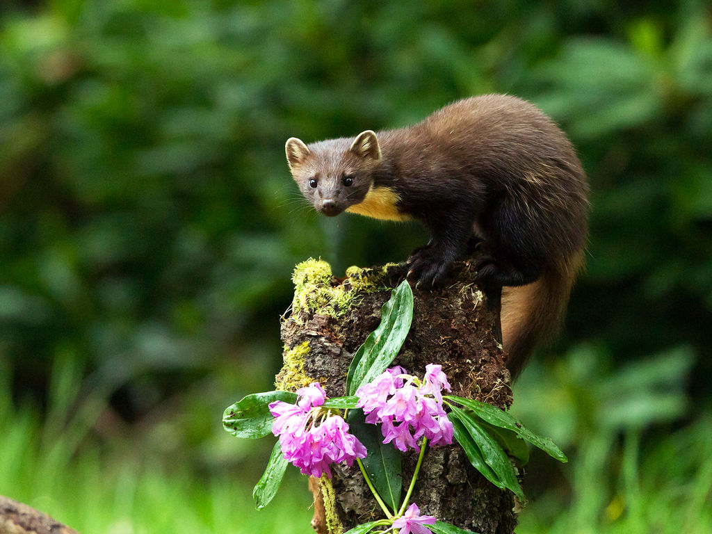 Pine Marten