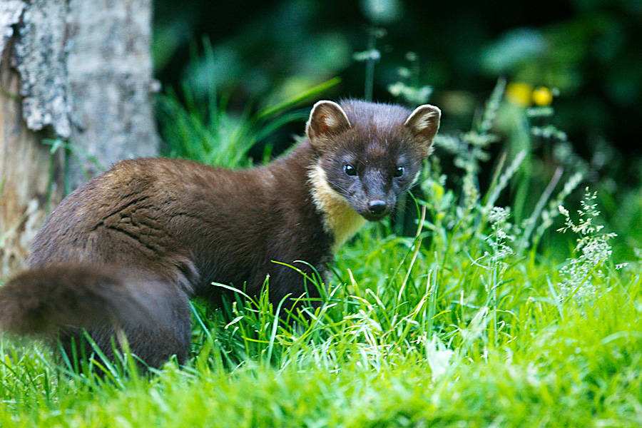 Pine martin