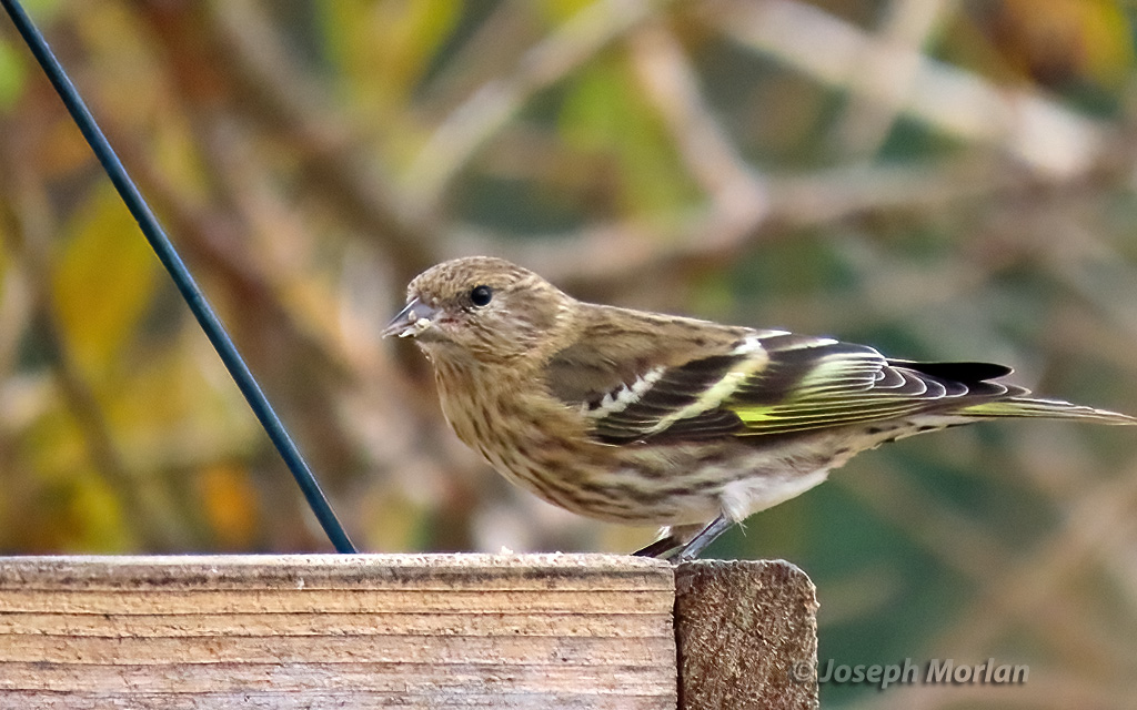 Pine Siskin