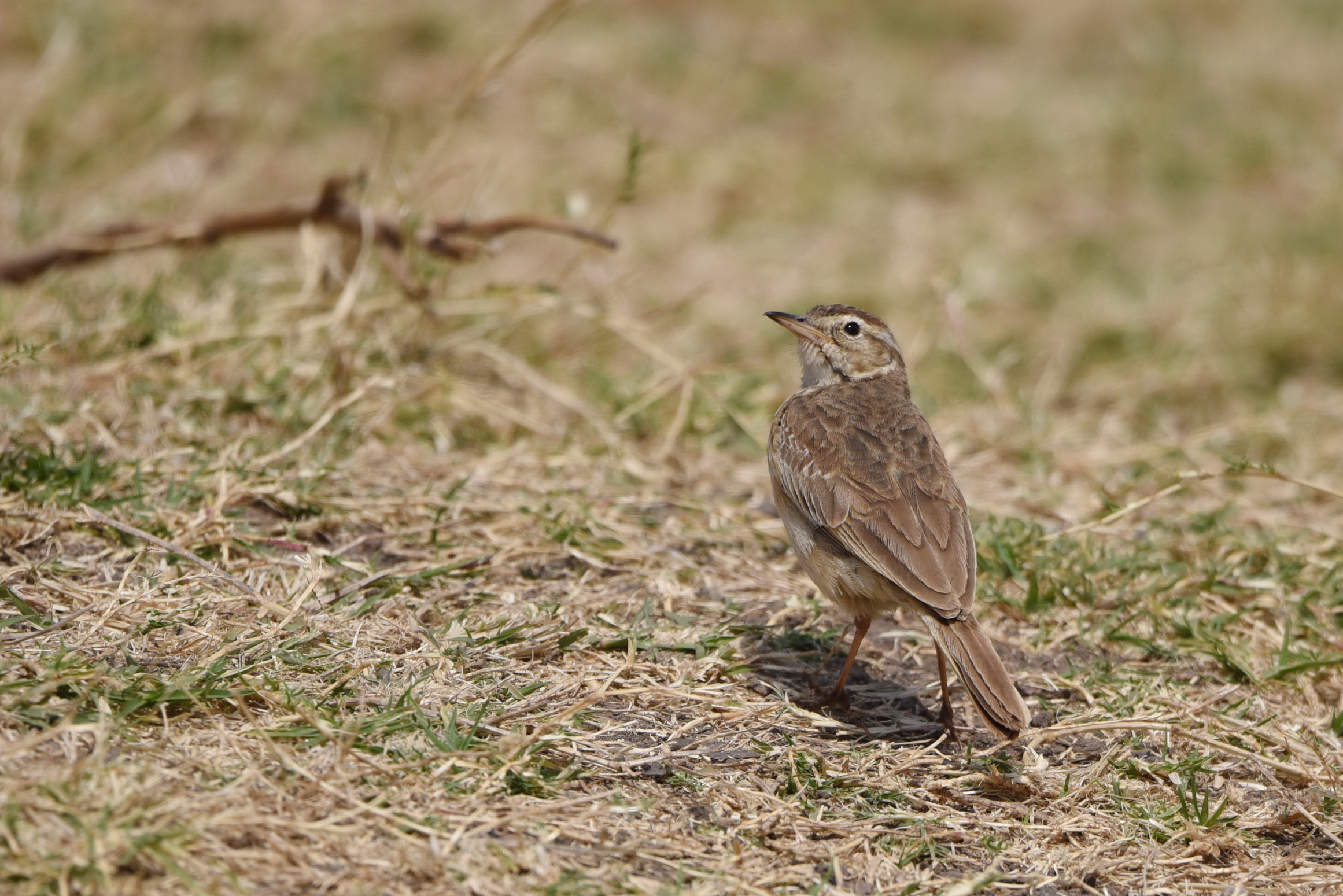 Plain-backed Pipit | BirdForum