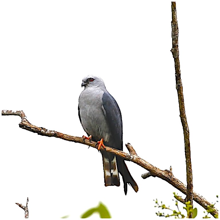 Plumbeous Kite