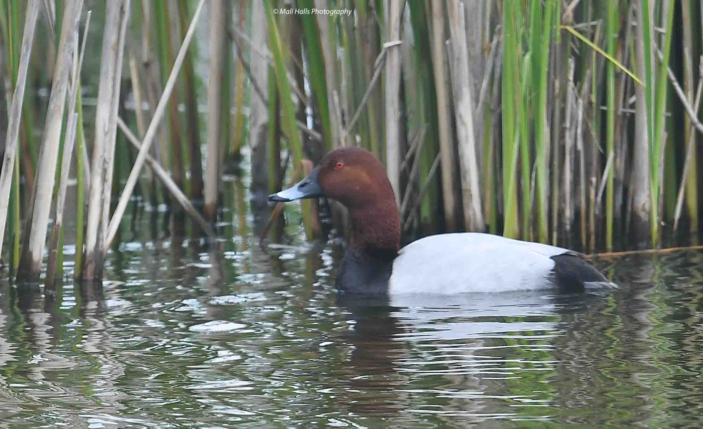 Pochard 4228.jpg