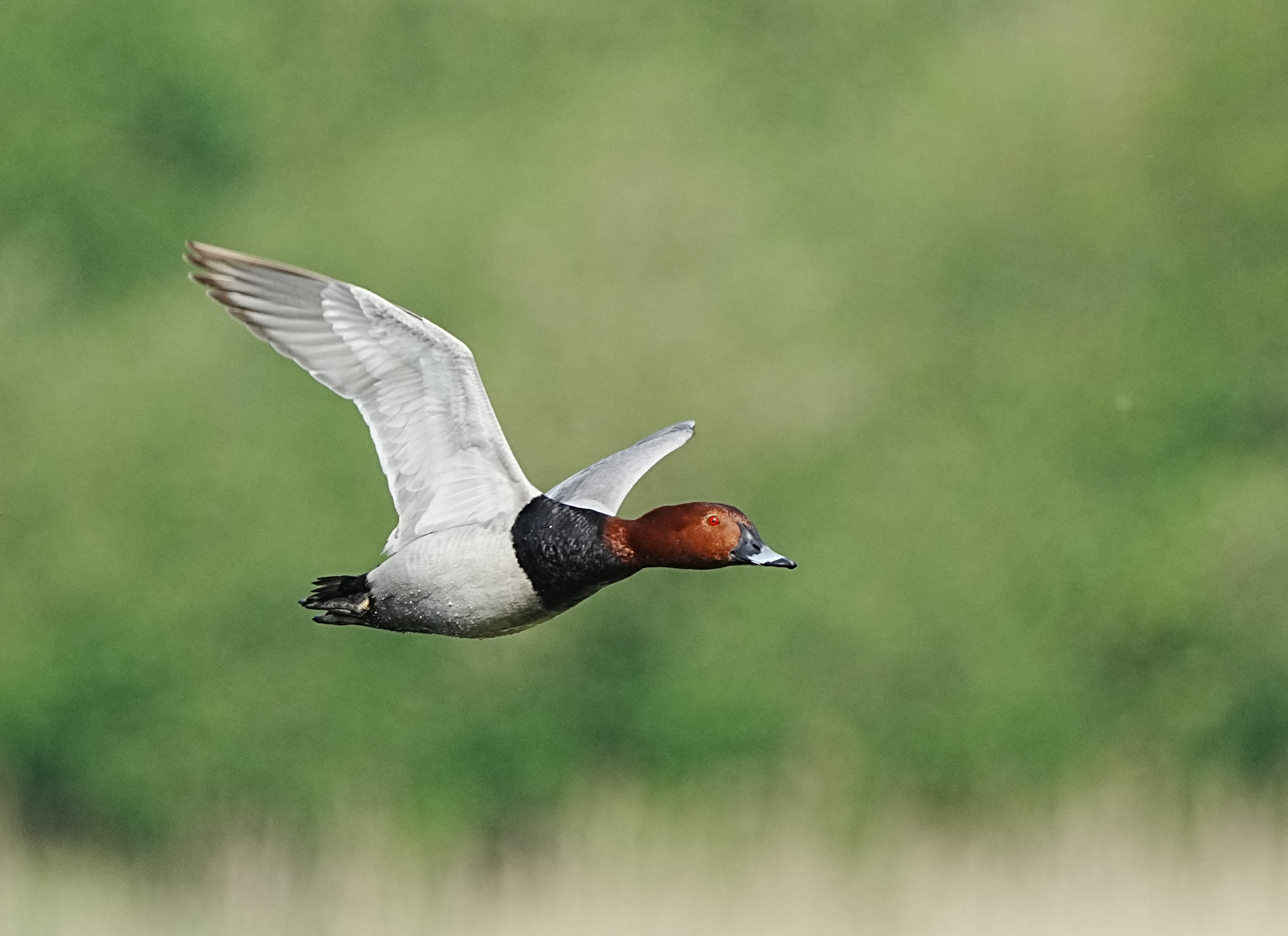 Pochard