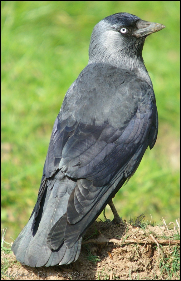 Portrait of a Jackdaw