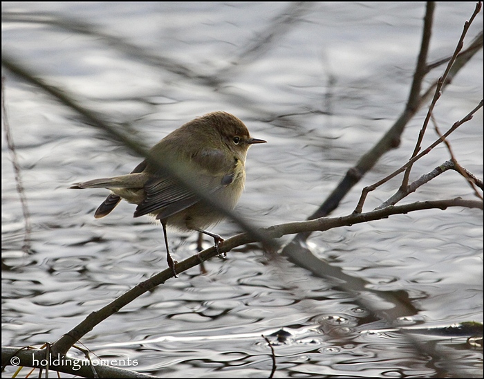 Possibly a Chiffchaff?