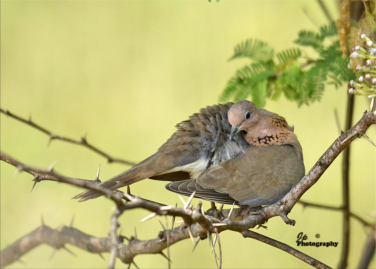 Preening Dove.