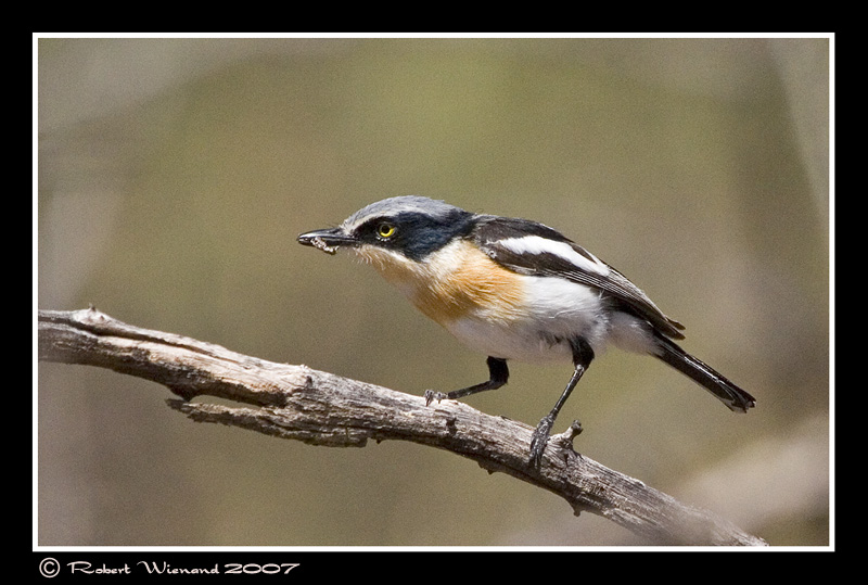 Pririt Batis (female)