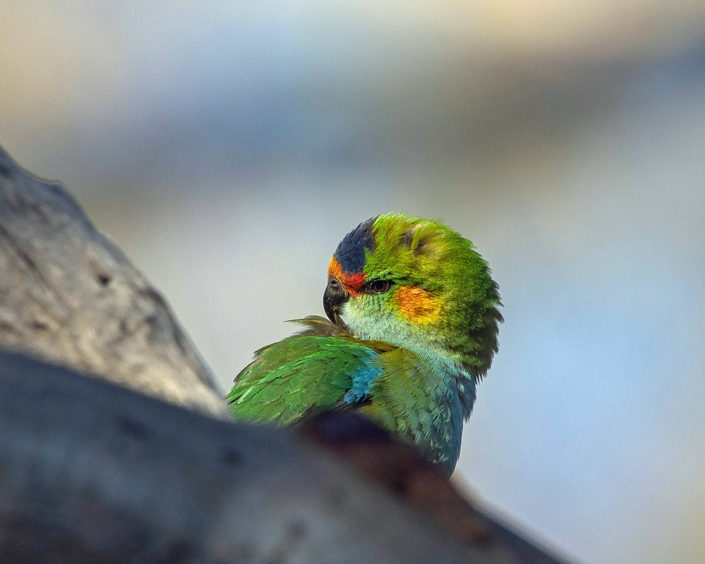 Purple-crowned Lorikeet