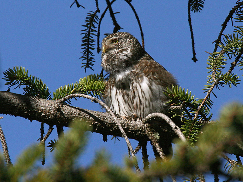 Pygmy Owl (singing)