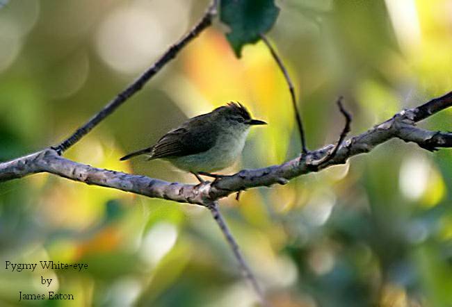 Pygmy White-eye..&quot;Opus&quot;