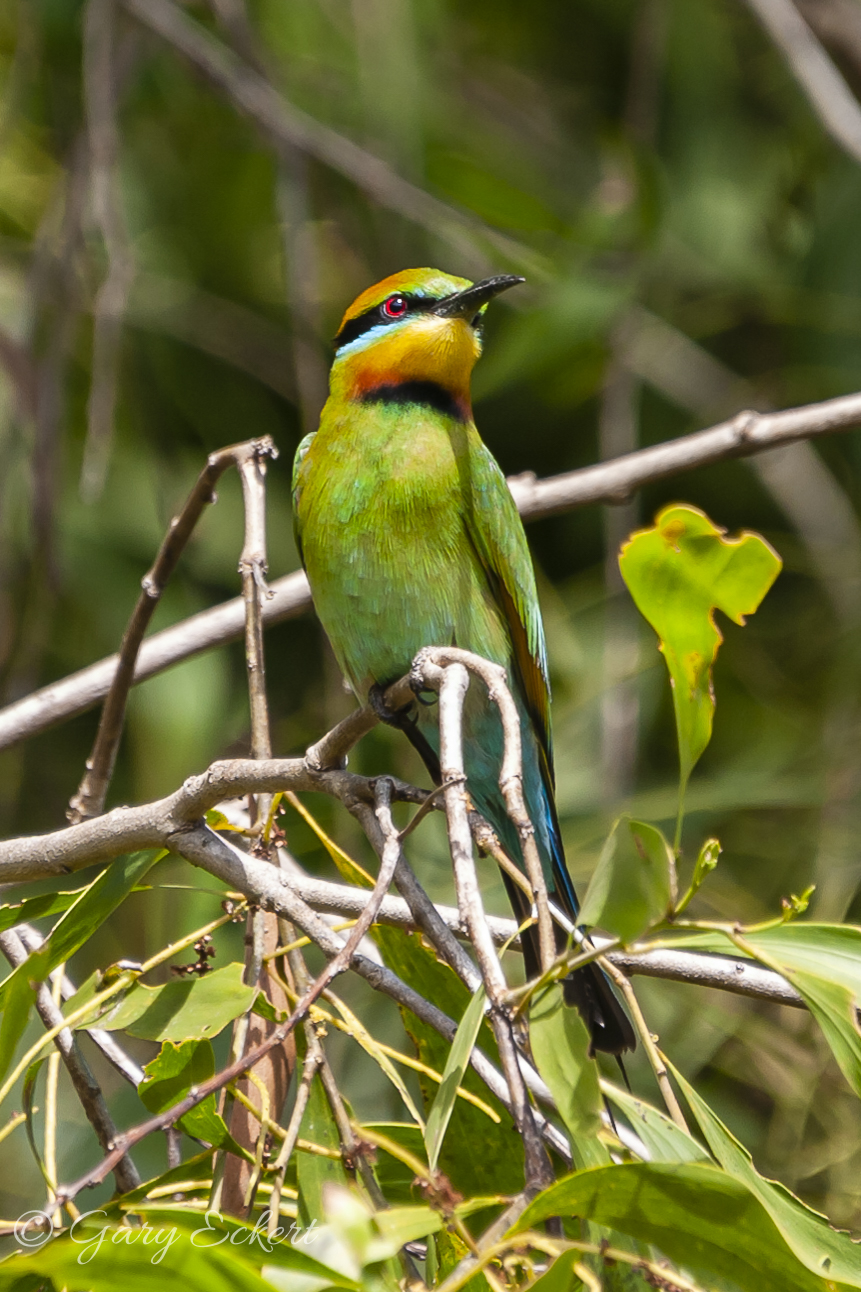 sound of rainbow bee eater