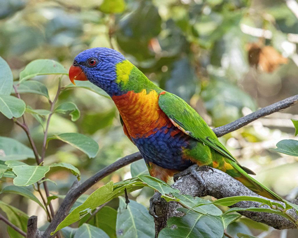 Rainbow Lorikeet 