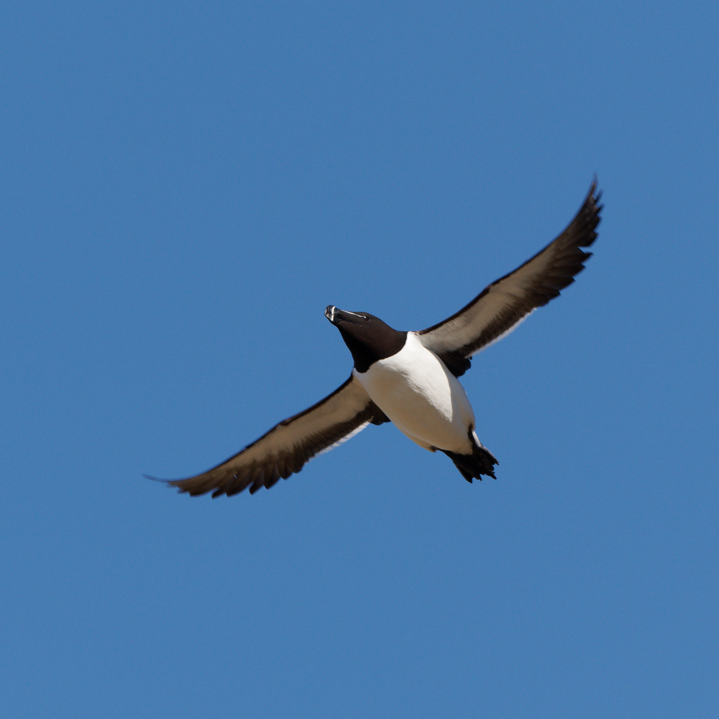 Razorbill in flight