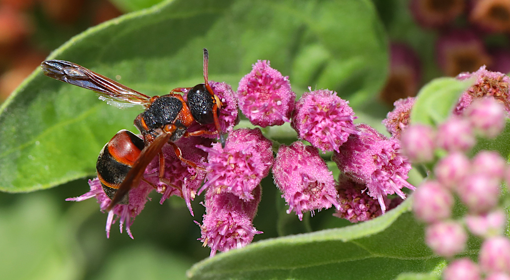 Red-and-Black Mason Wasp | BirdForum