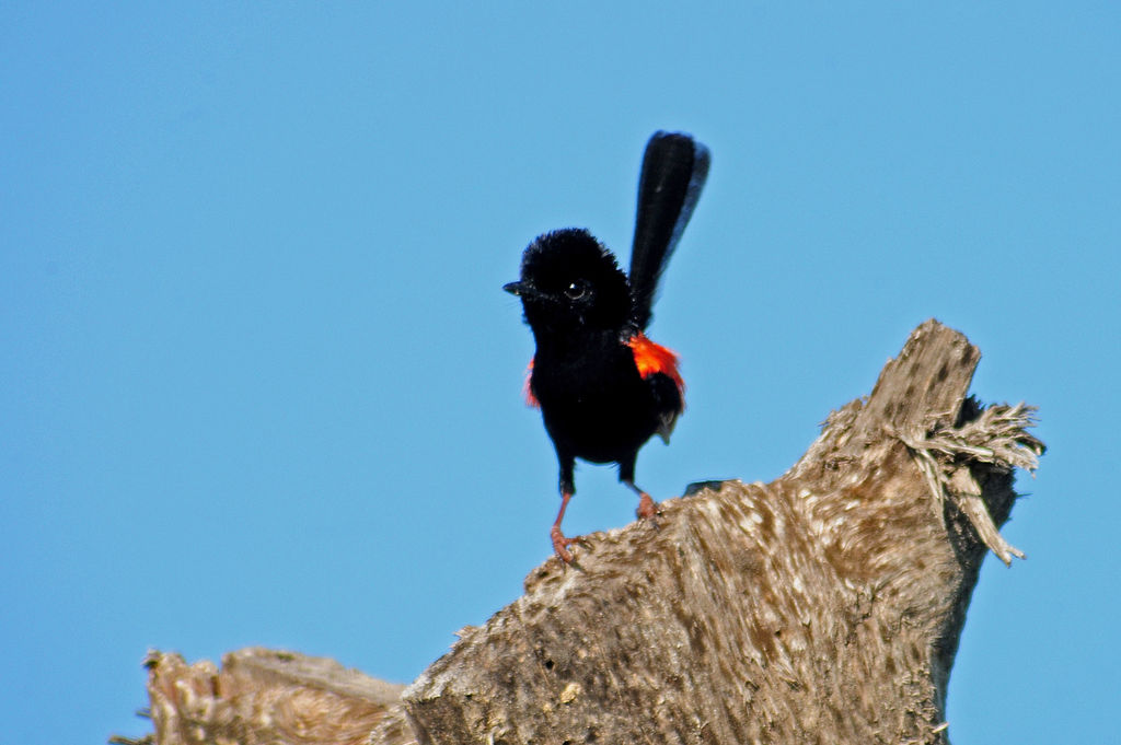 Red-backed Fairy-wren