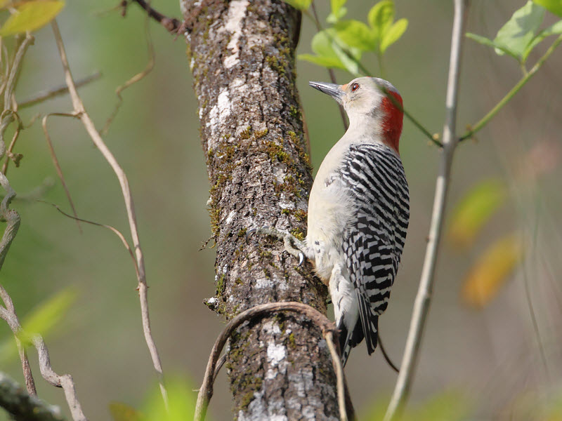 Red-bellied Woodpecker, Female | BirdForum