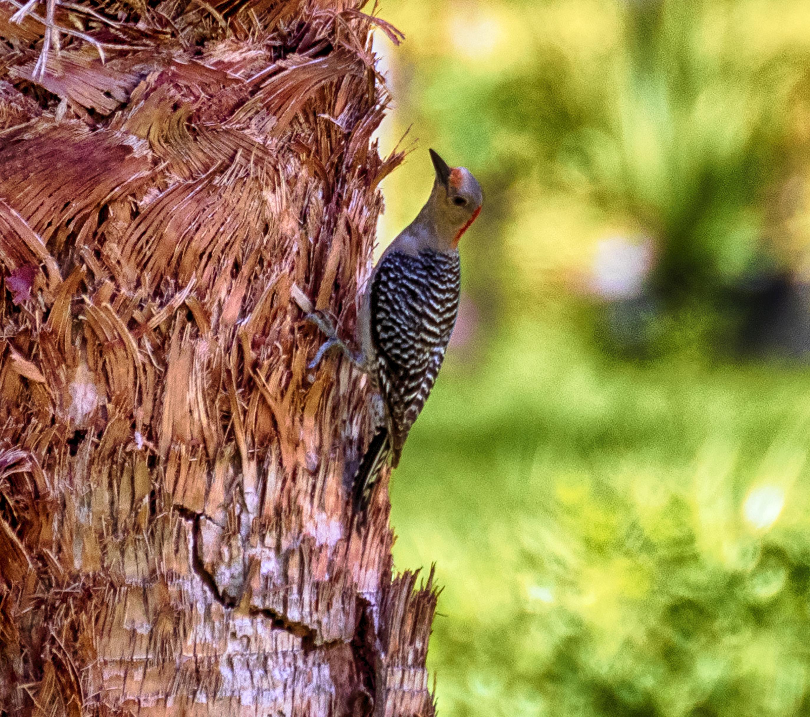 Red Bellied Woodpecker Port St Lucie Florida