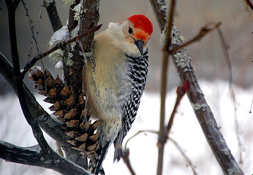 Red bellied woodpecker