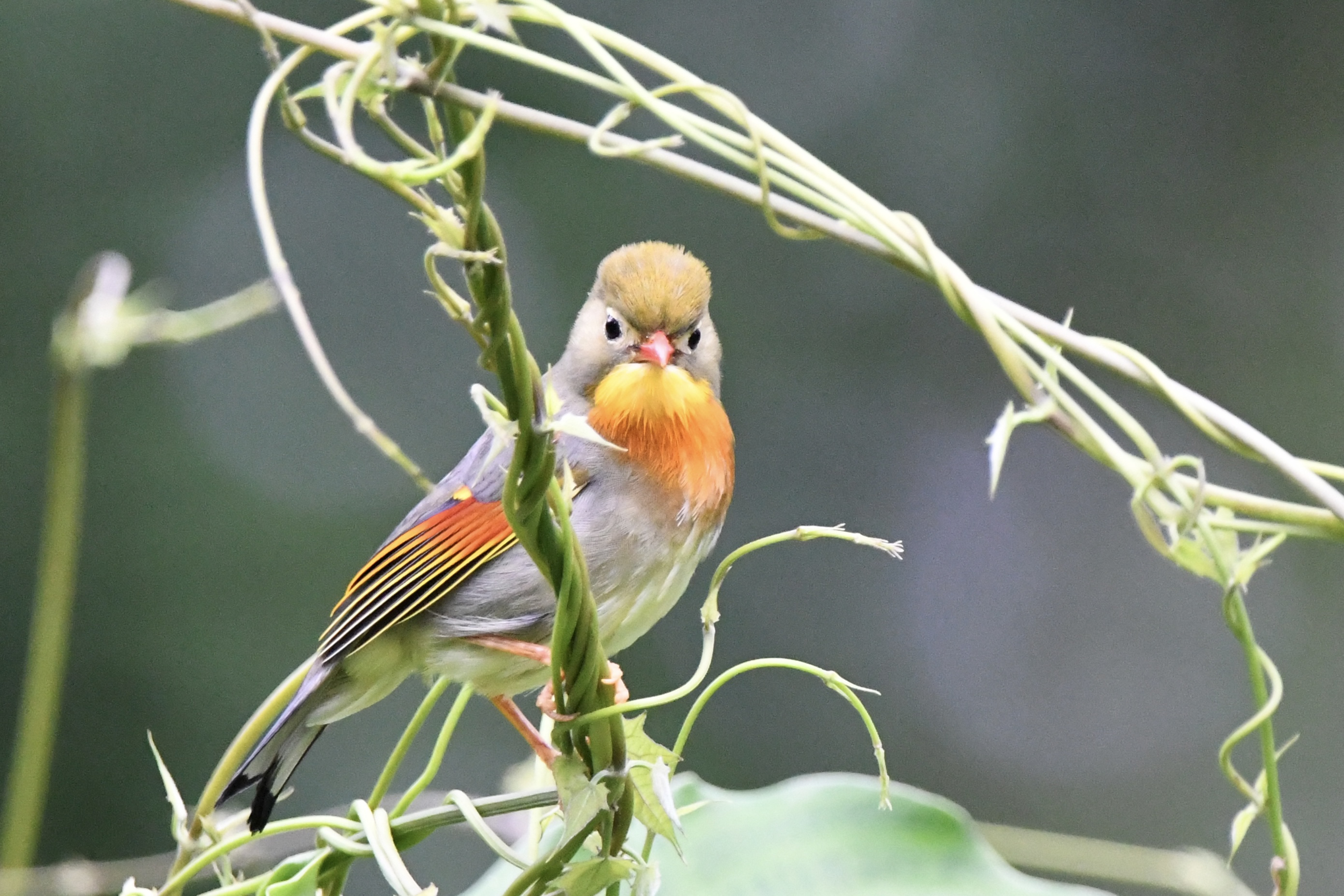 Red billed Leiothrix