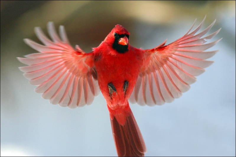 Red Bird