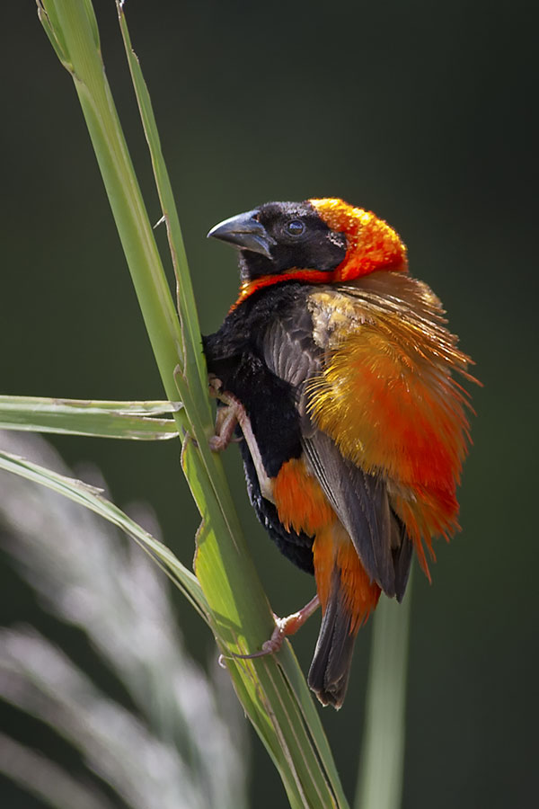 Red Bishop