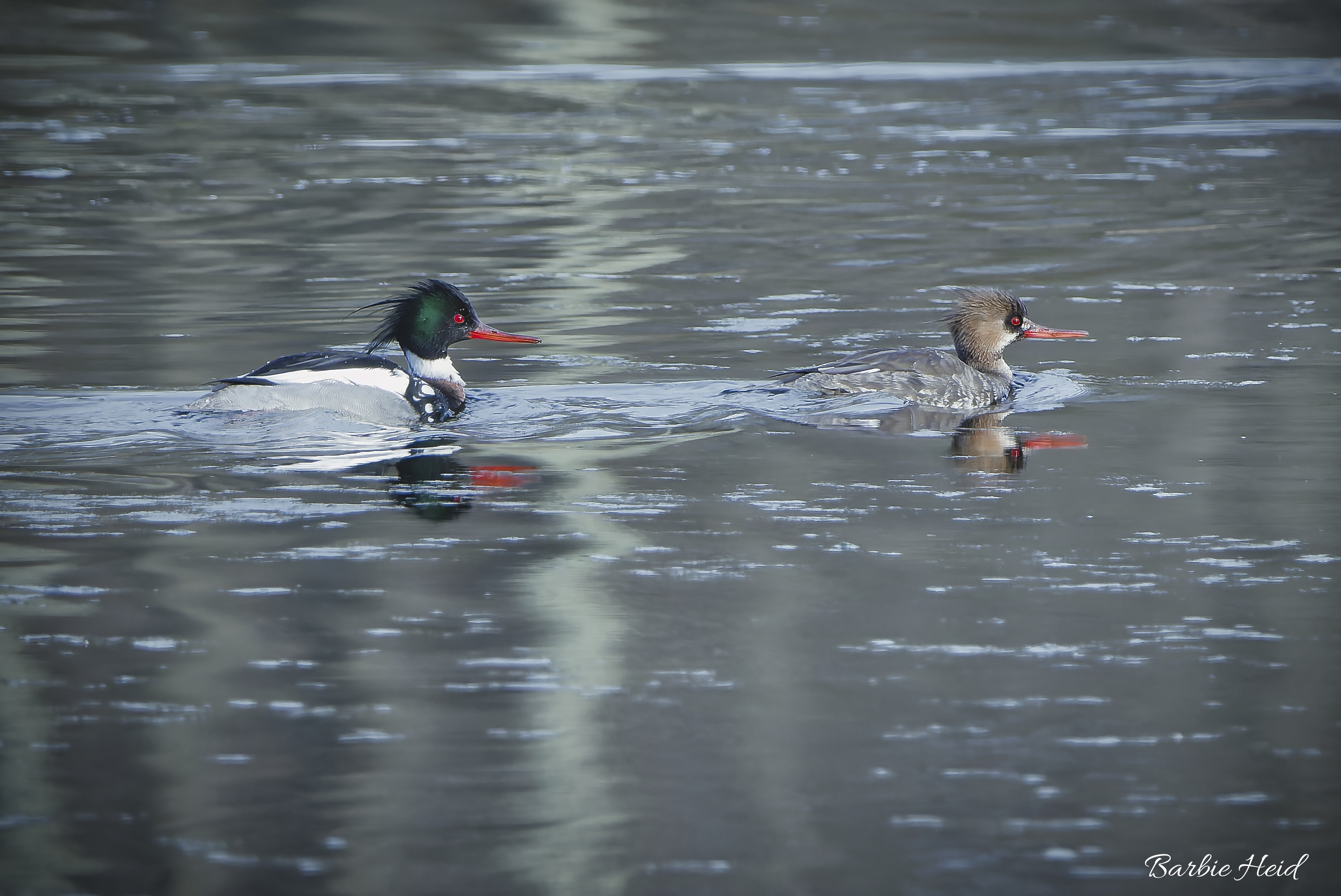 Red-breasted merganser (pair)