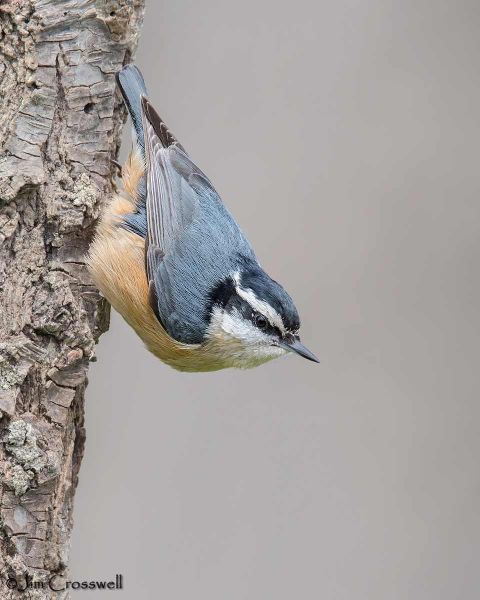 Red-breasted Nuthatch