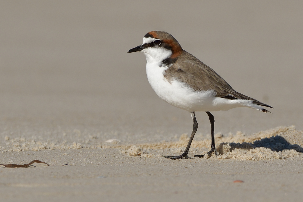 Red-capped Plover