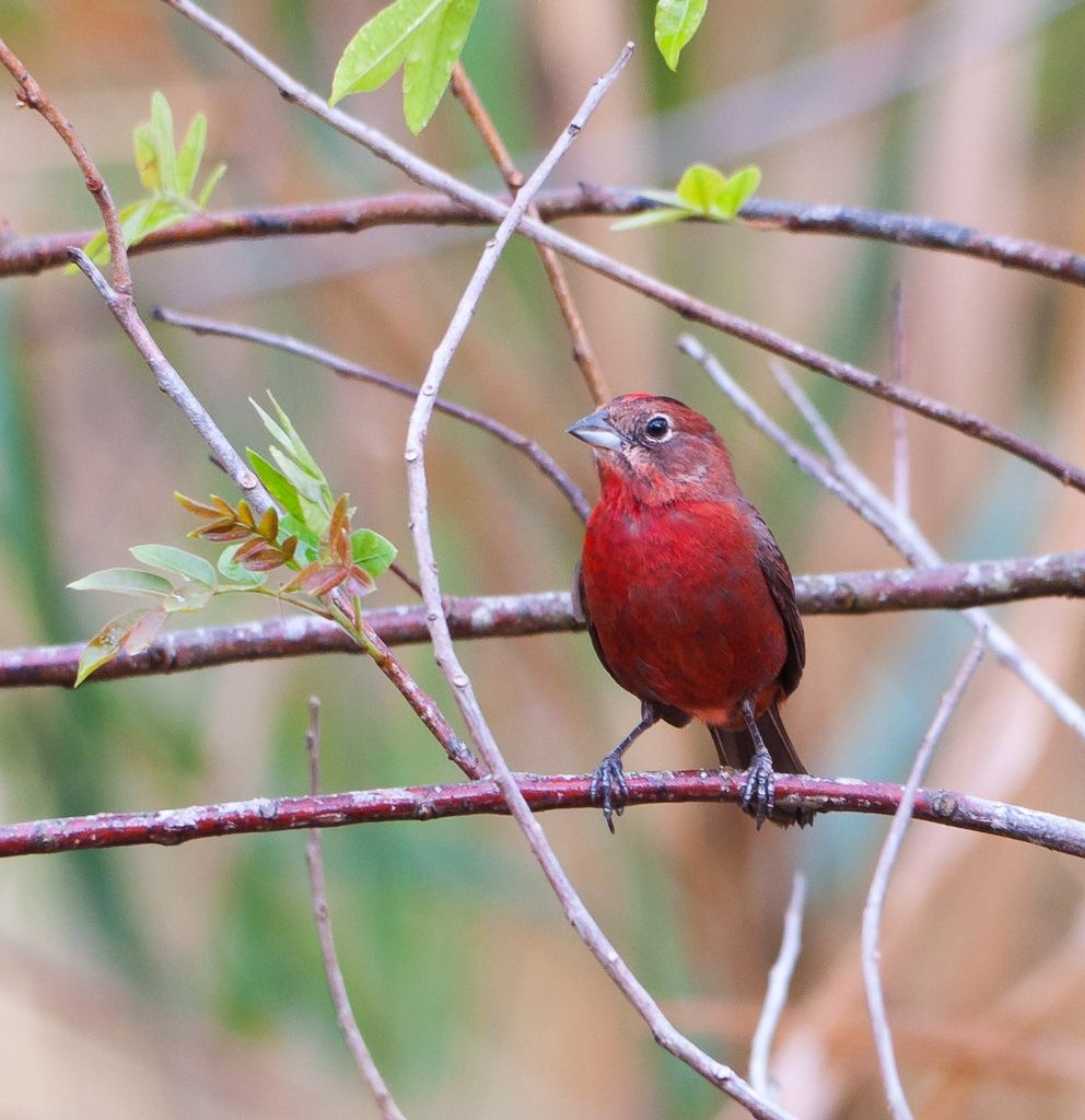 Red-crested Finch male