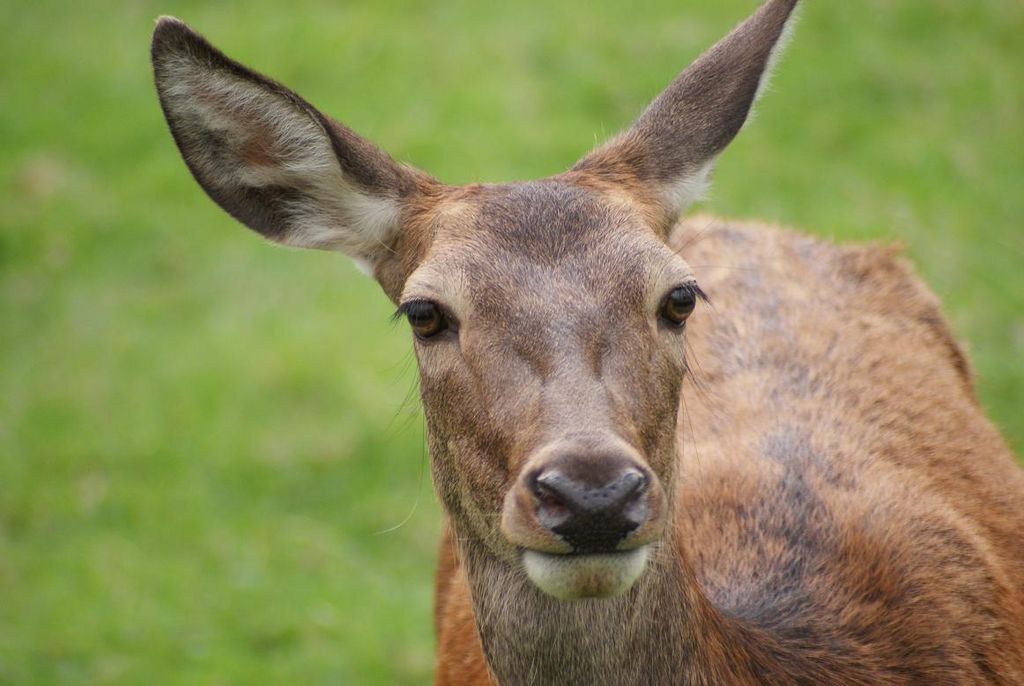 Red deer female