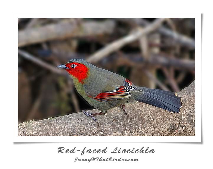 Red - faced Liocichla