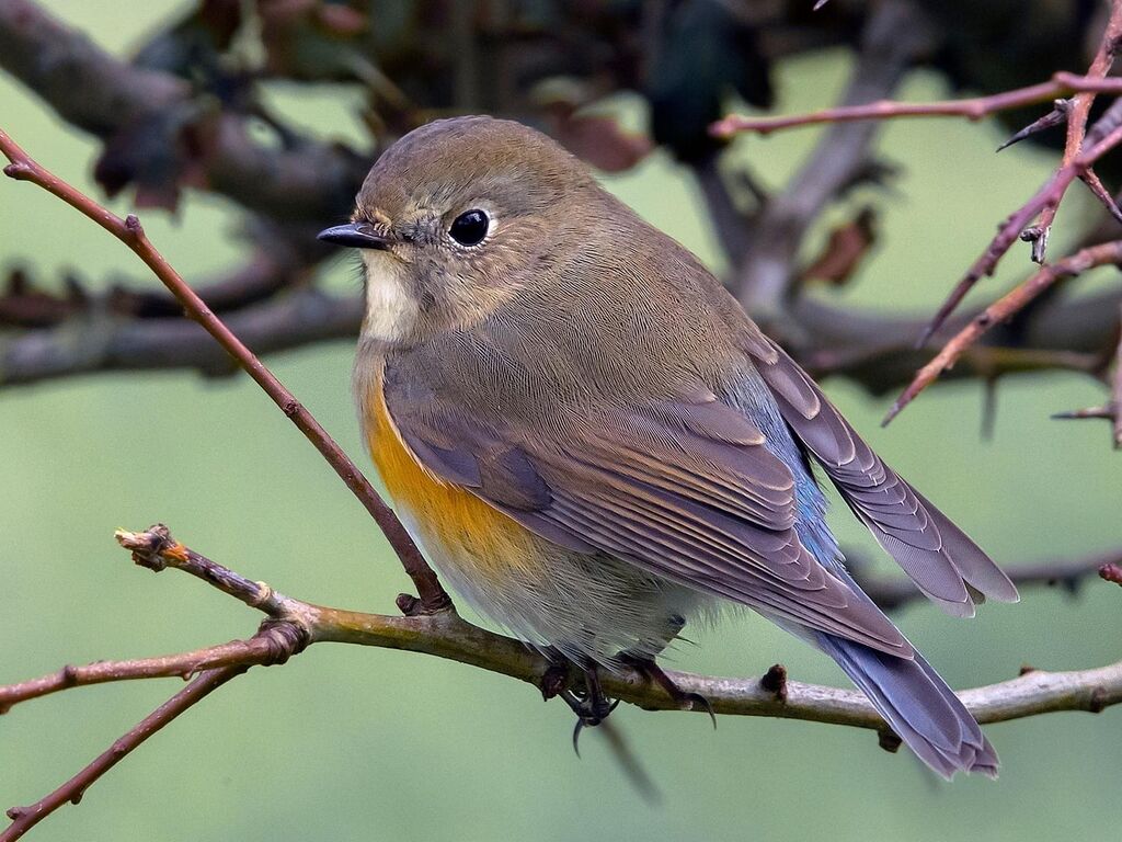 Red-flanked Blue-tail | BirdForum