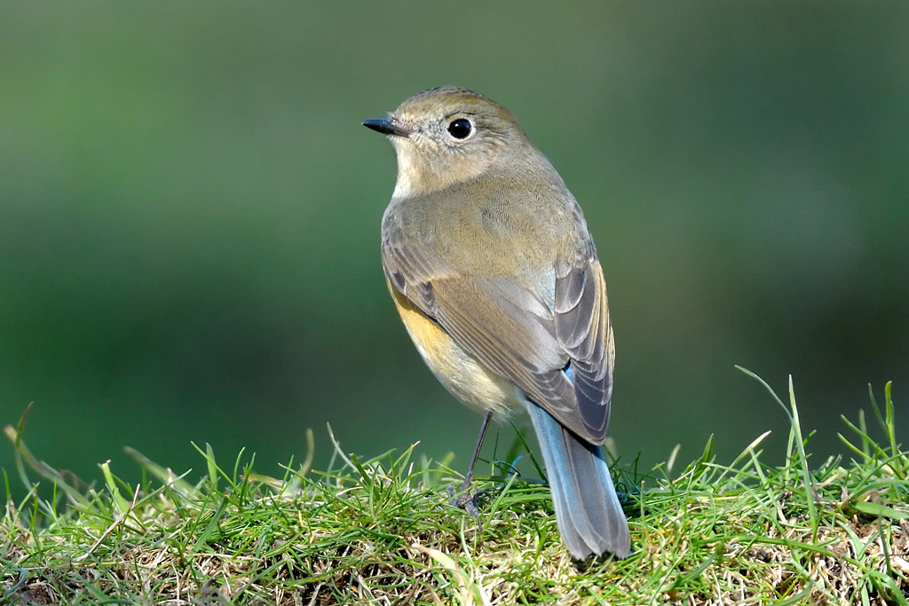 Red-flanked Bluetail