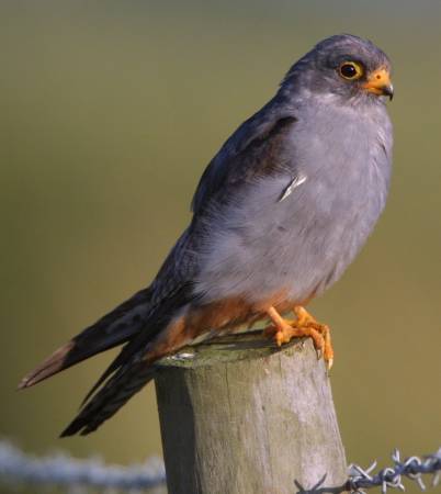 Red-footed Falcon