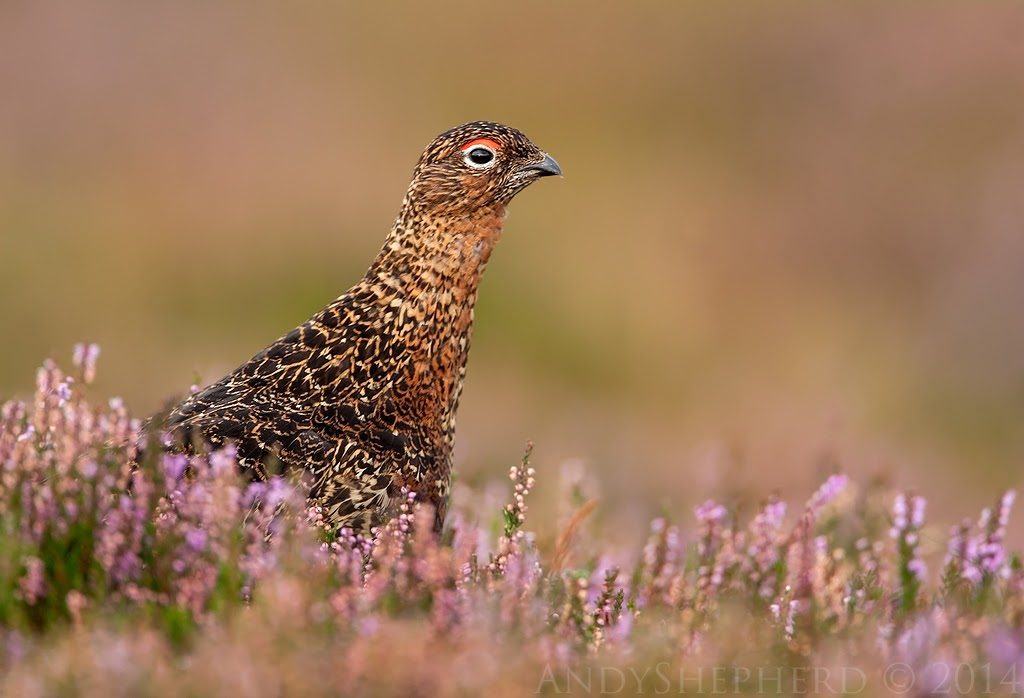 Red Grouse