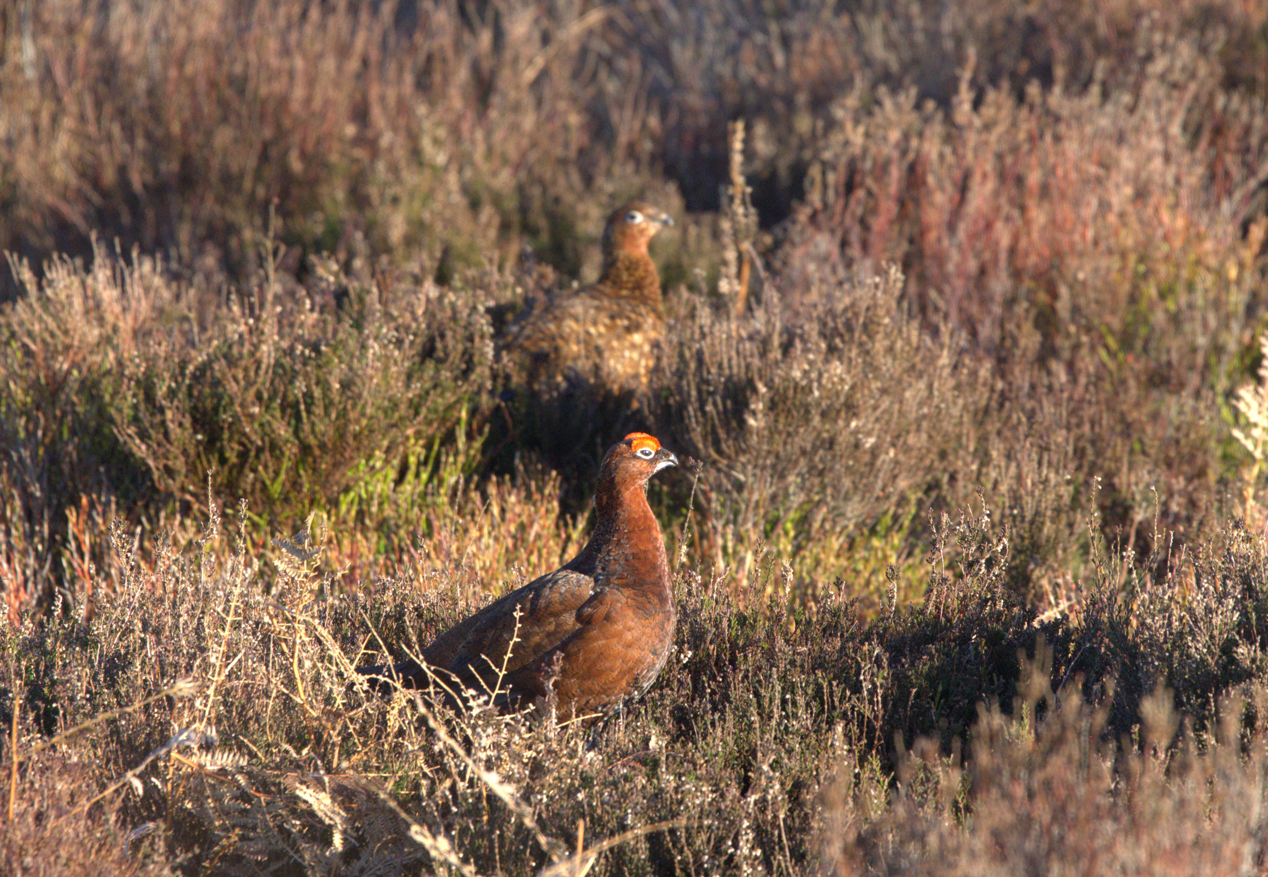 Red Grouse