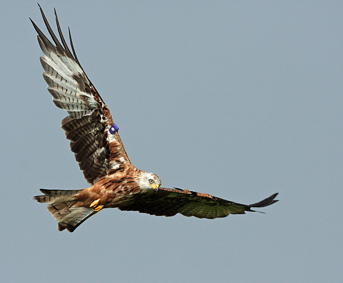 RED KITE