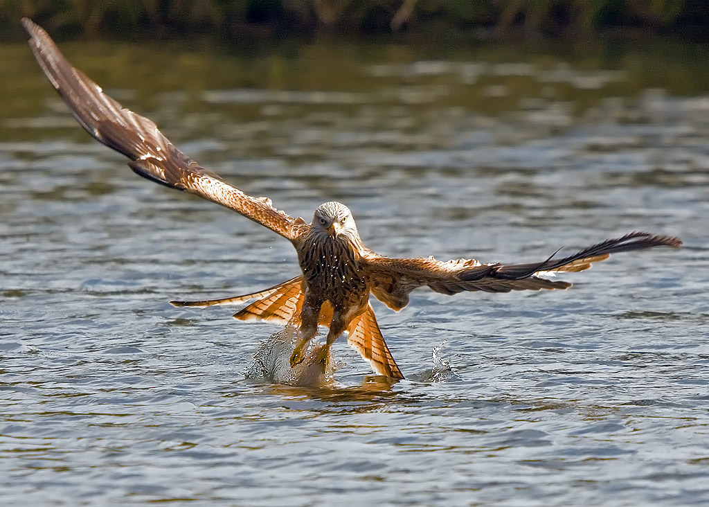 red kite