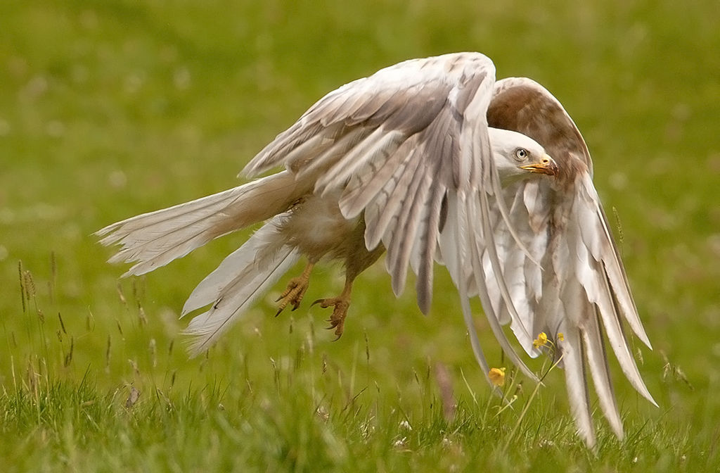 Red Kite