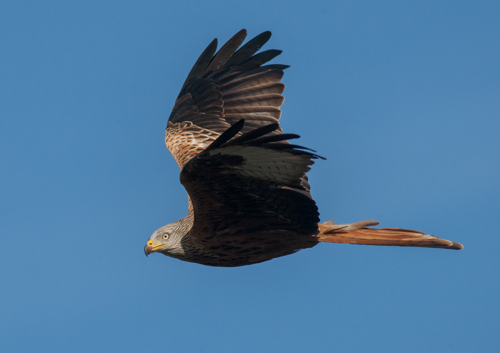 Red Kite