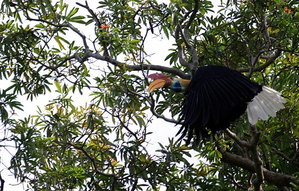 Red-knobbed hornbill