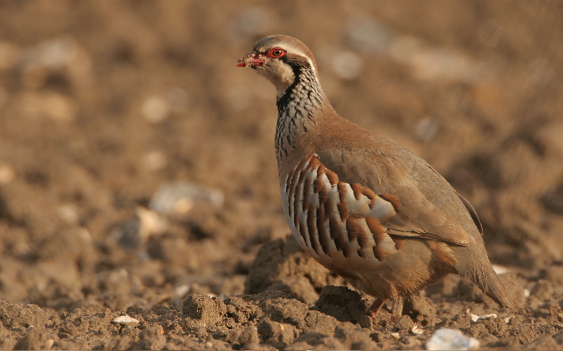 Red Legged Partridge