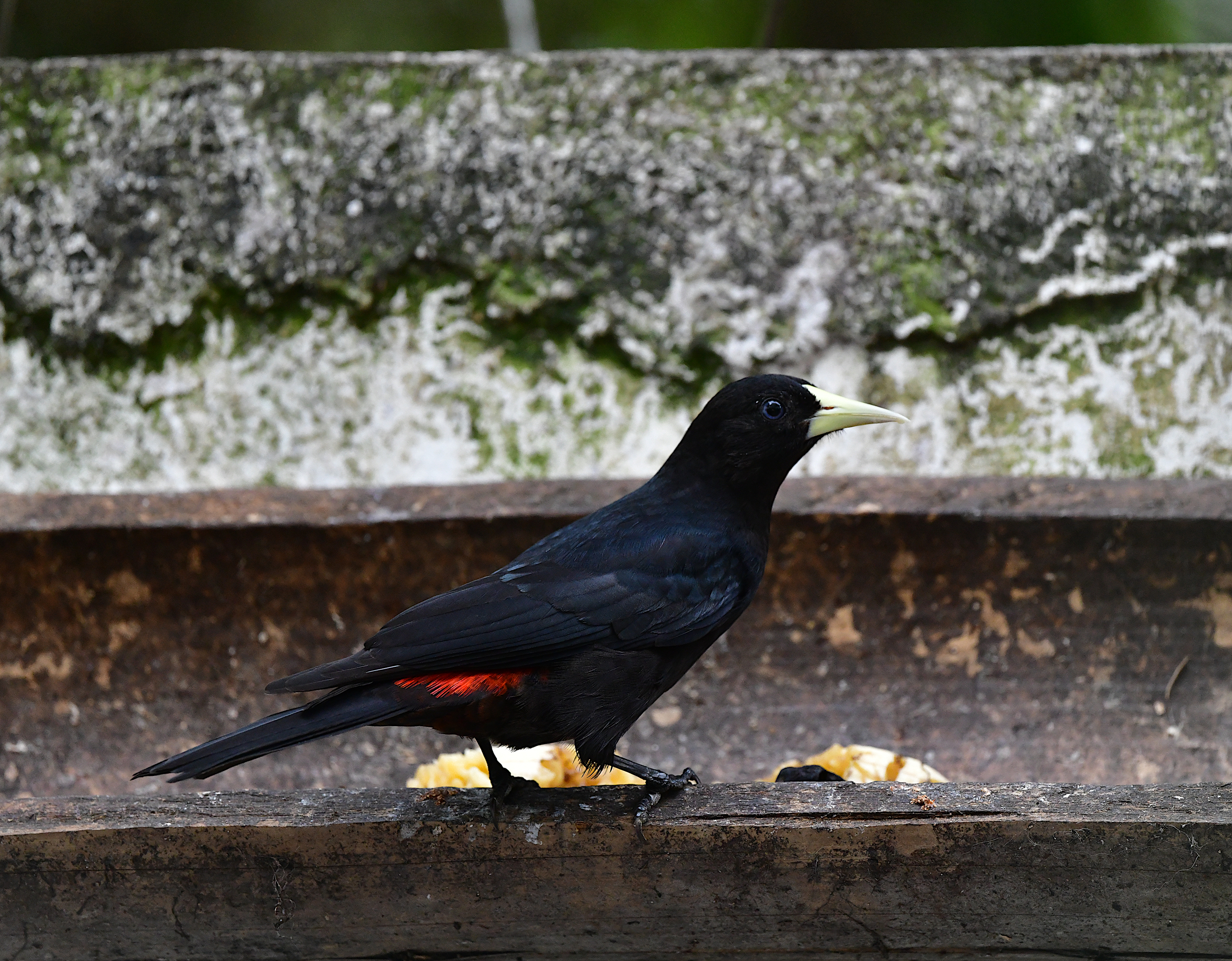 Red-rumped Cacique