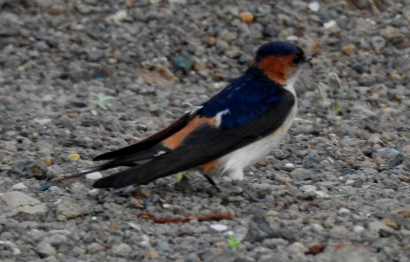 Red-rumped Swallow