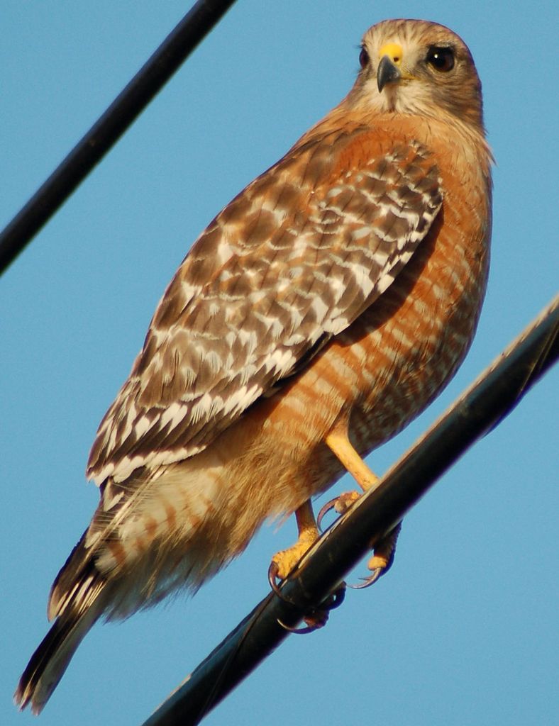 Red-shouldered Hawk