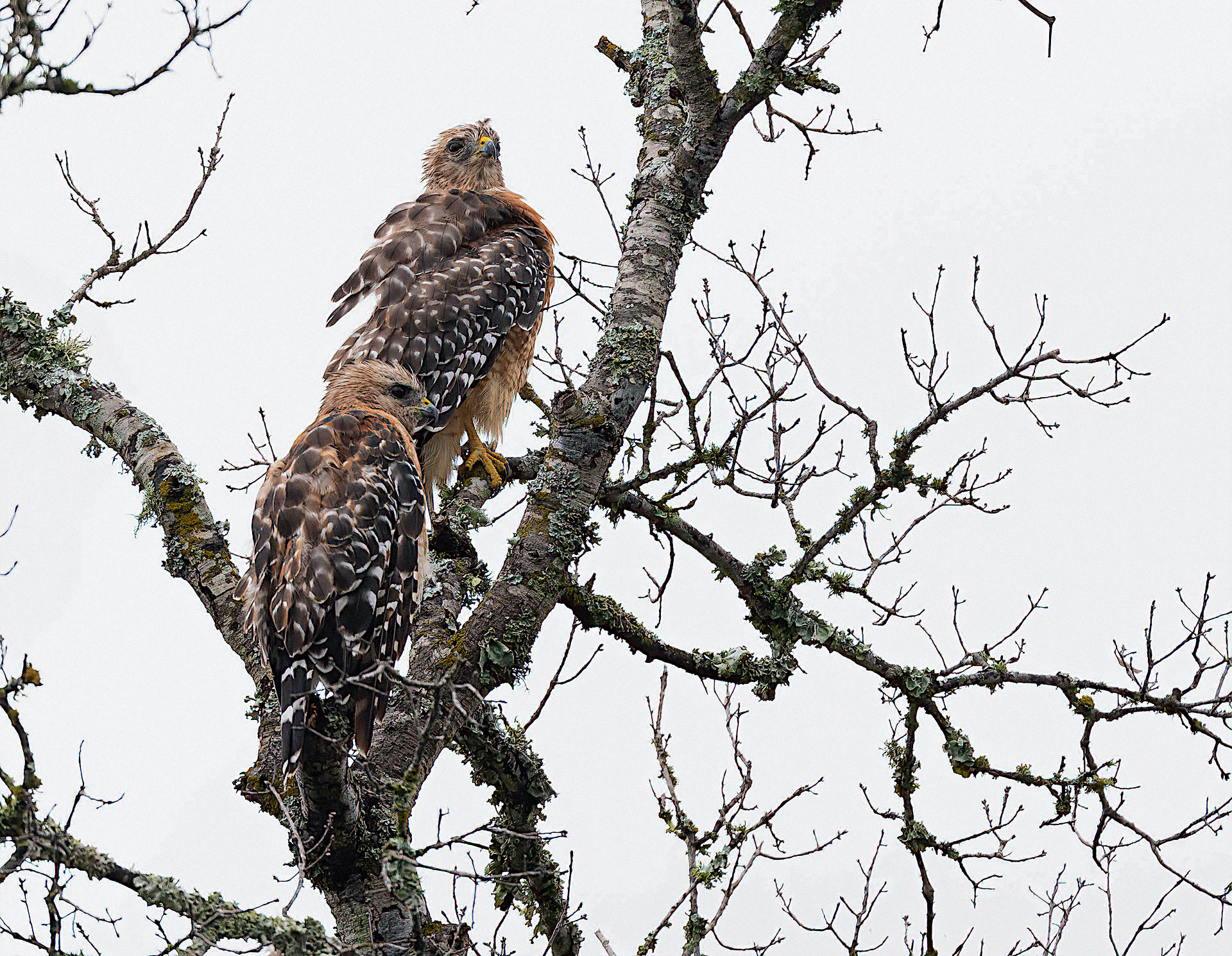 Red-shouldered Hawks