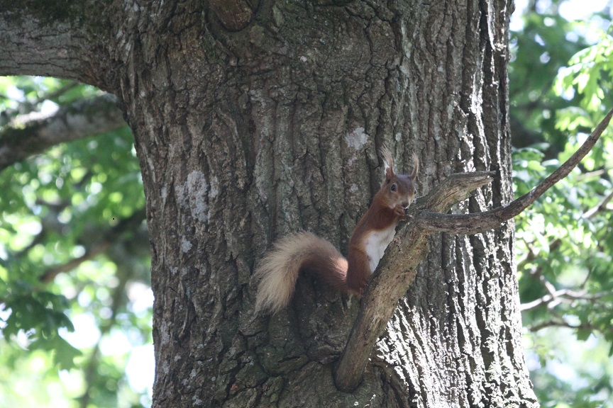 Red Squirrel